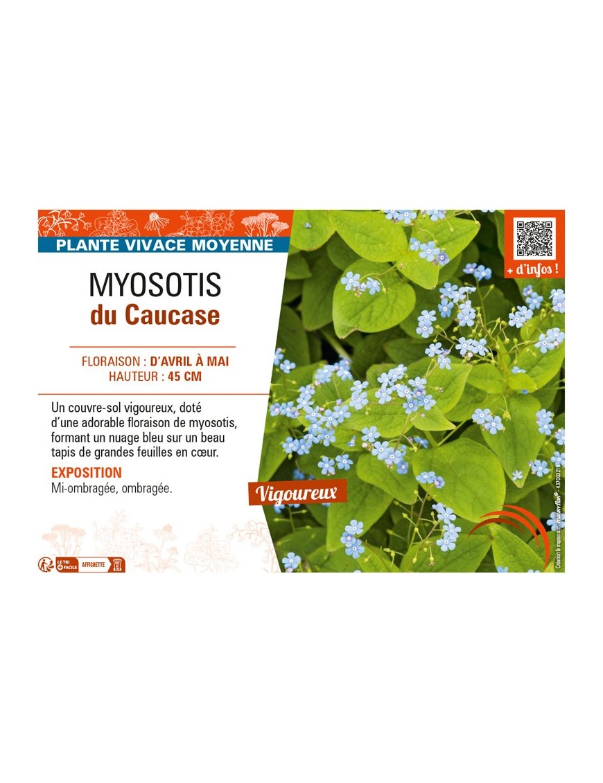 MYOSOTIS DU CAUCASE