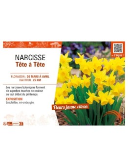 NARCISSE TÊTE À TÊTE