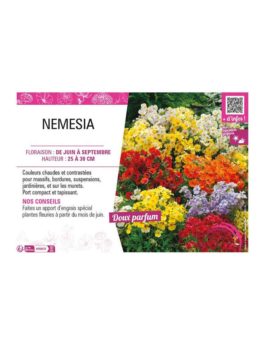 NEMESIA (varié)