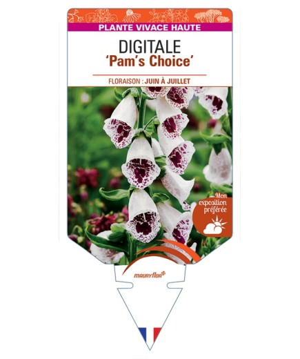 DIGITALIS (purpurea) Pam's Choice