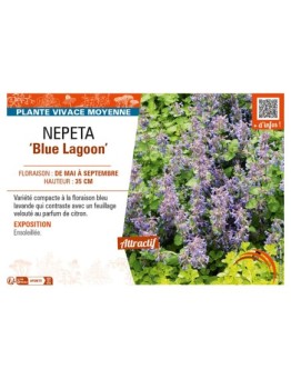 NEPETA (faassenii) Blue Lagoon