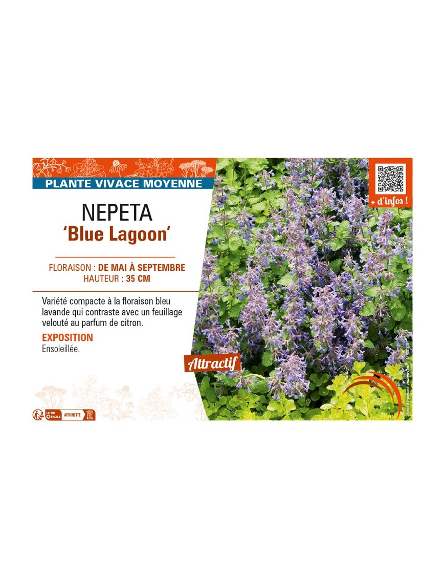 NEPETA (faassenii) Blue Lagoon