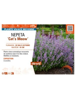 NEPETA (faassenii) Cat’s Meow