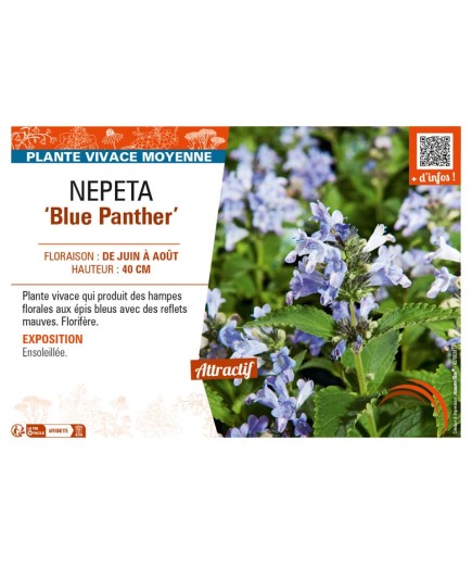 NEPETA (subsessilis) Blue Panther