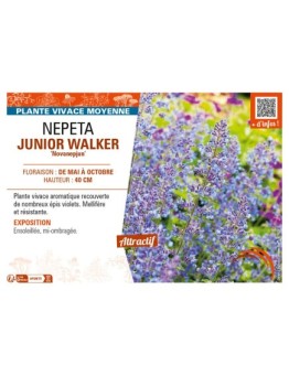 NEPETA (x faassenii) JUNIOR WALKER Novanepjun