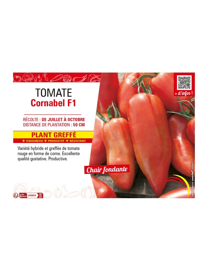 TOMATE CORNABEL F1 plant greffé