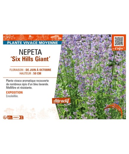 NEPETA (x faassenii) Six Hills Giant