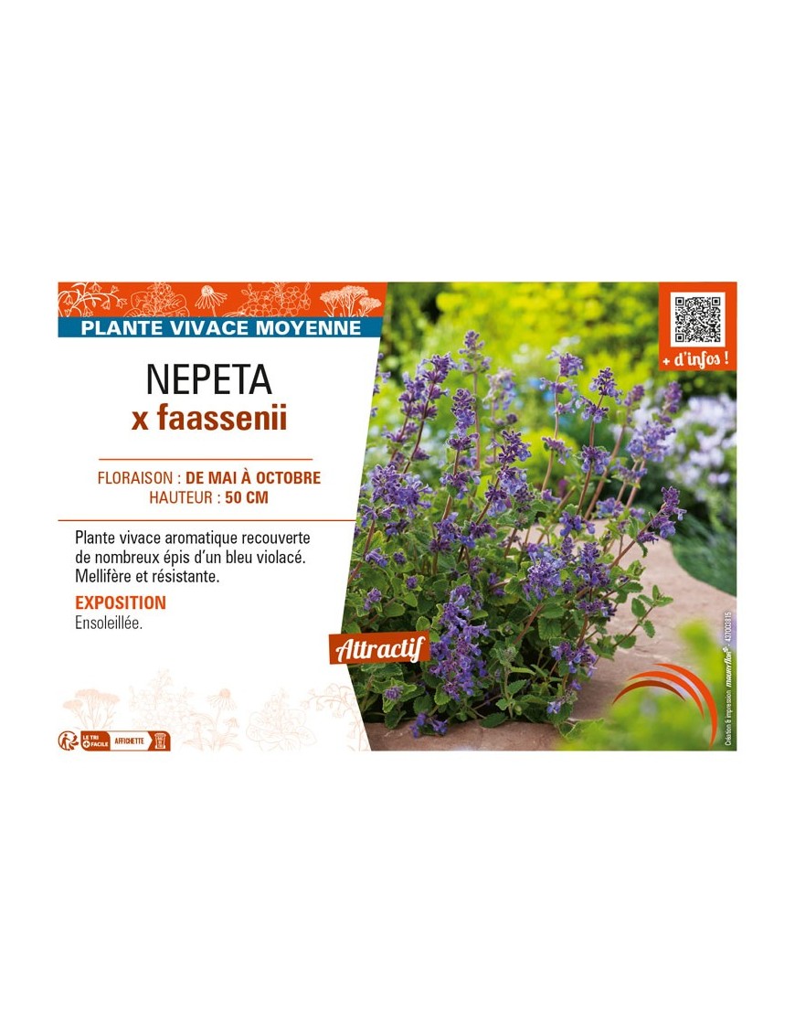 NEPETA x faassenii