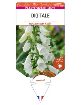 DIGITALIS PURPUREA (blanc)