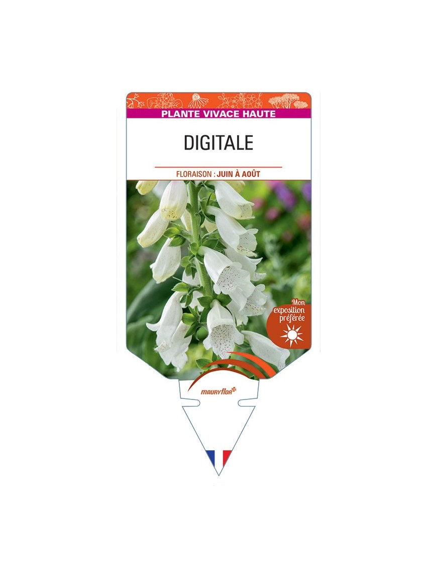 DIGITALIS PURPUREA (blanc)