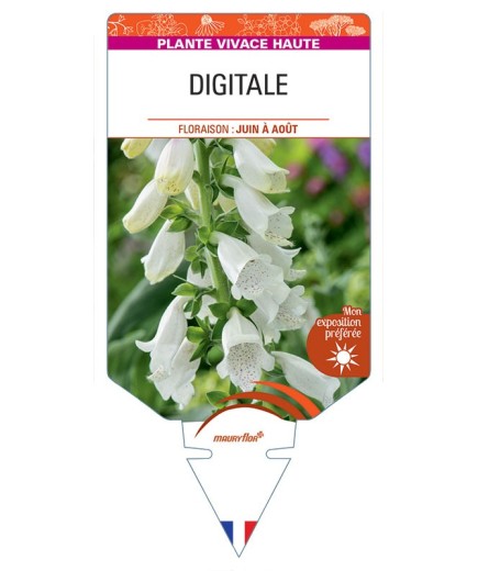 DIGITALIS PURPUREA (blanc)