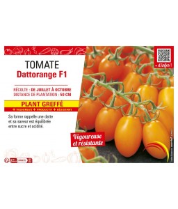 TOMATE DATTORANGE F1 plant greffé