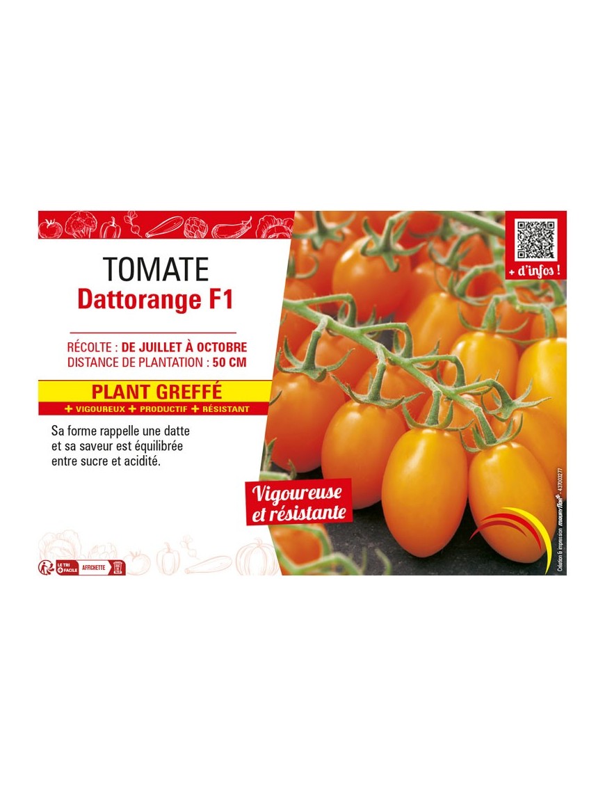 TOMATE DATTORANGE F1 plant greffé