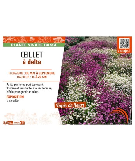 ŒILLET À DELTA (varié)