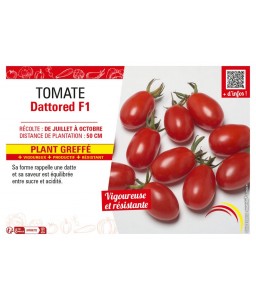 TOMATE DATTORED F1 plant greffé