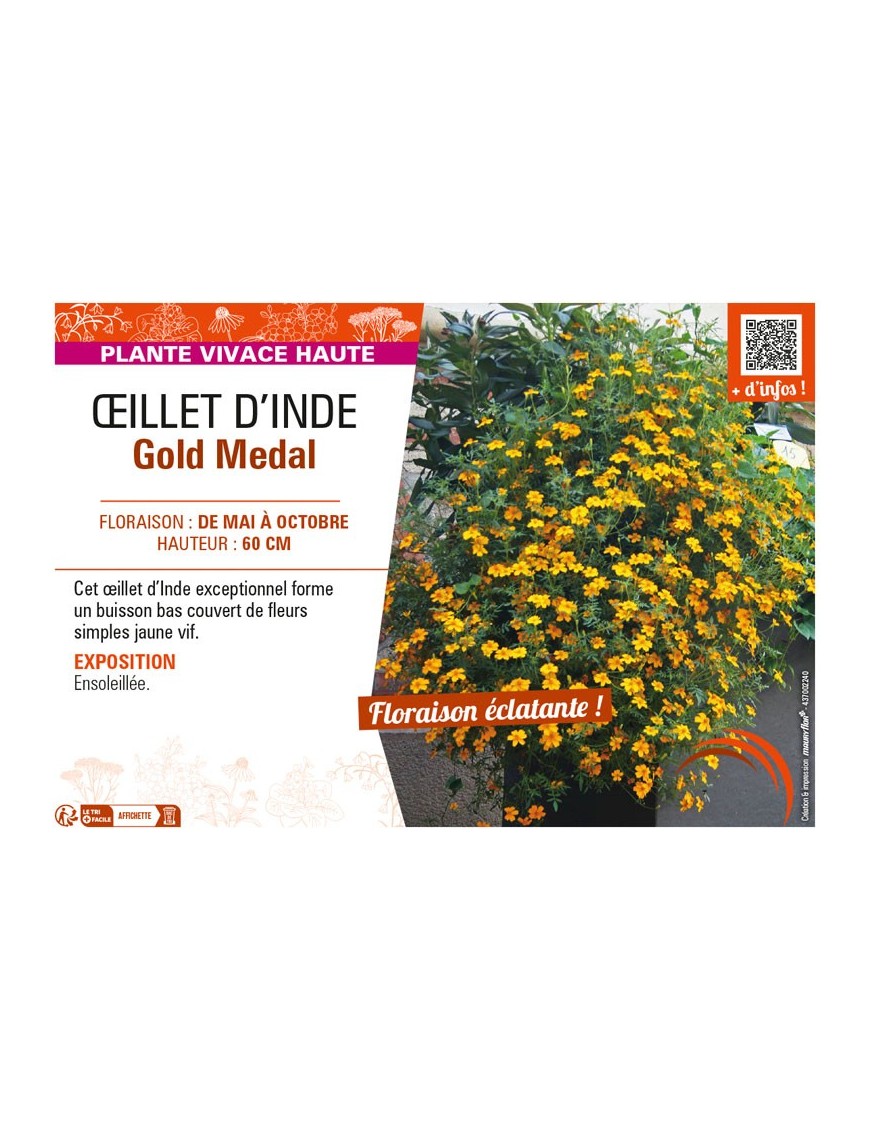 ŒILLET D'INDE GOLD MEDAL