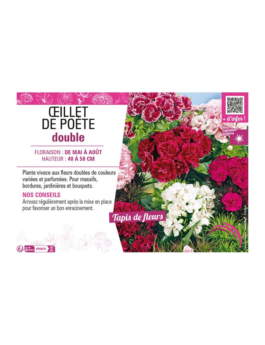 ŒILLET DE POÈTE DOUBLE (varié)