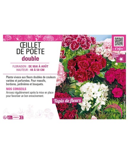 ŒILLET DE POÈTE DOUBLE (varié)