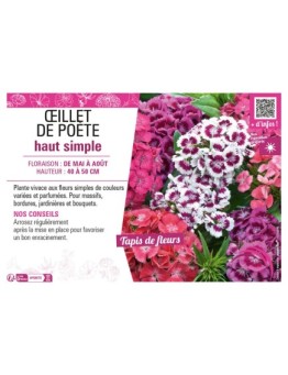 ŒILLET DE POÈTE HAUT SIMPLE (varié)