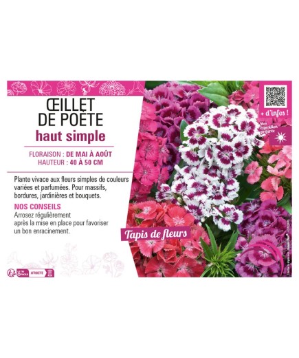 ŒILLET DE POÈTE HAUT SIMPLE (varié)