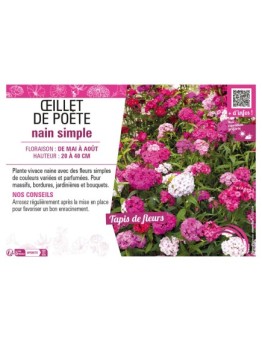 ŒILLET DE POÈTE NAIN SIMPLE (varié)