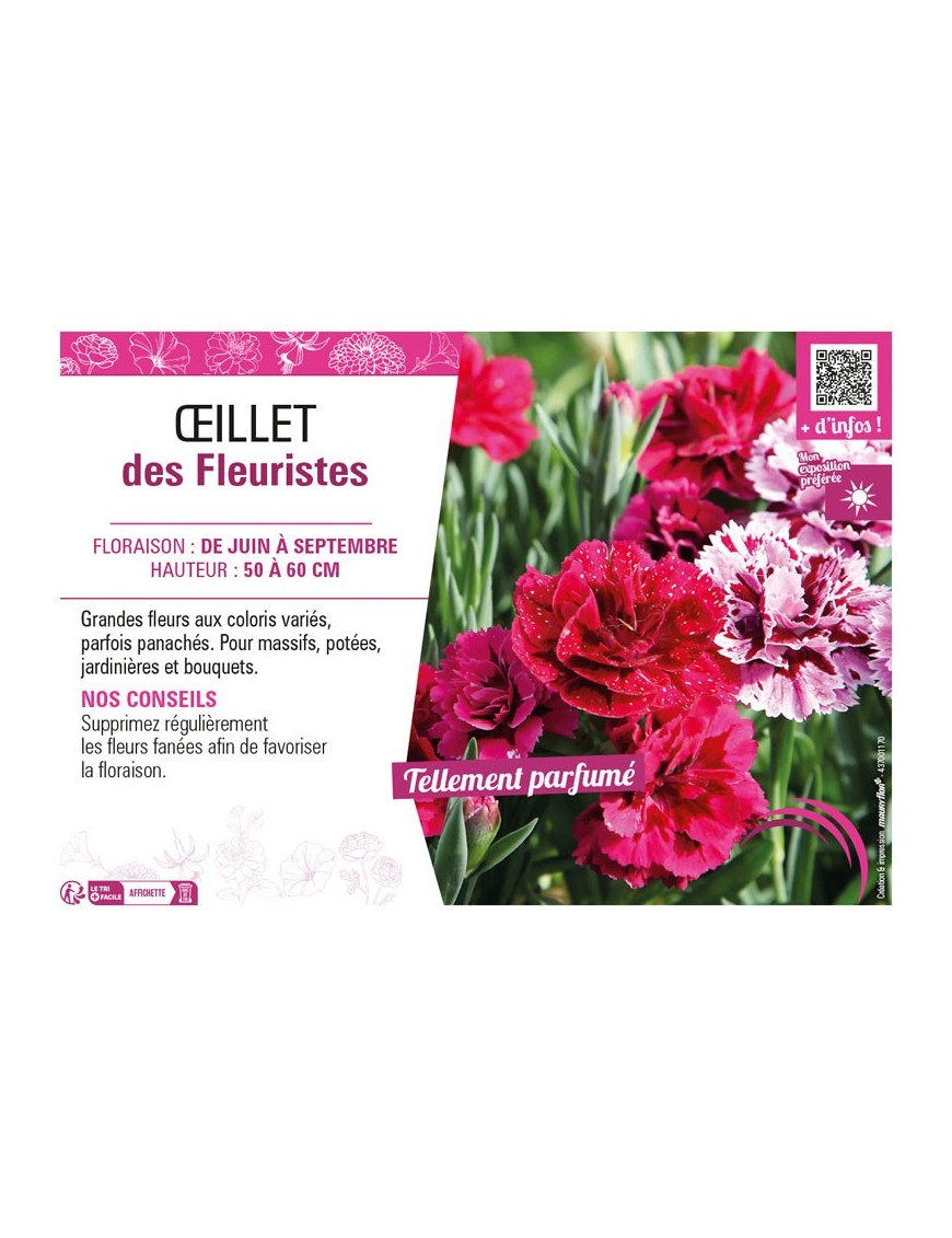 ŒILLET DES FLEURISTES