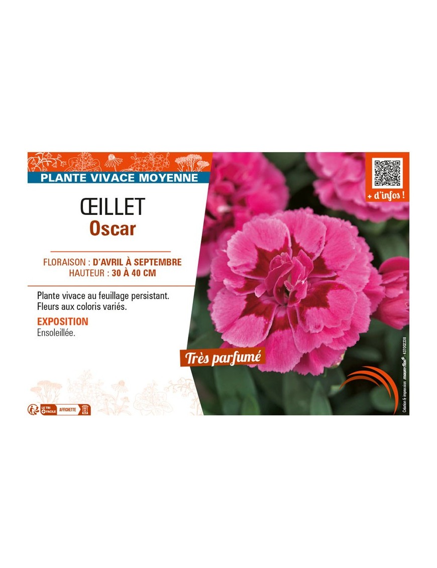 ŒILLET OSCAR