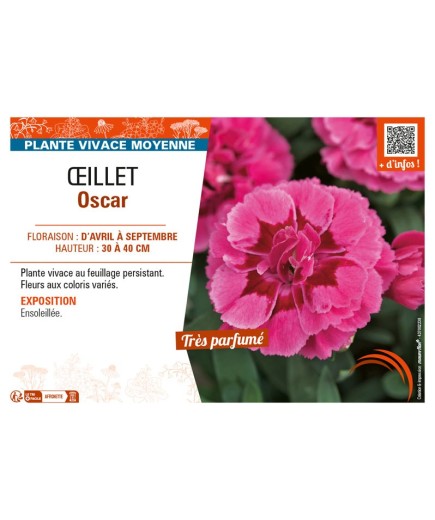 ŒILLET OSCAR