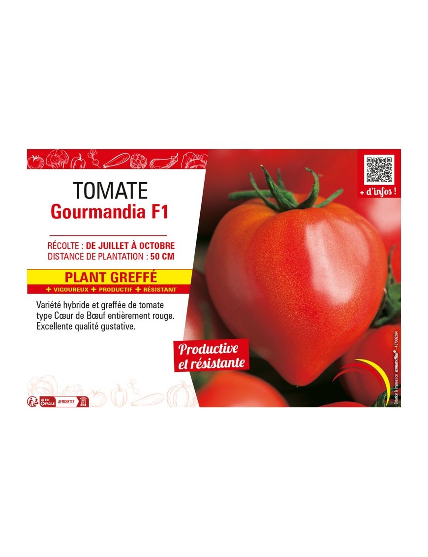 TOMATE GOURMANDIA F1 plant greffé
