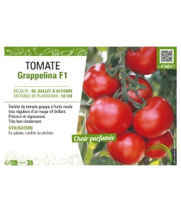 TOMATE GRAPPELINA F1