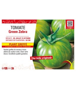 TOMATE GREEN ZEBRA plant greffé
