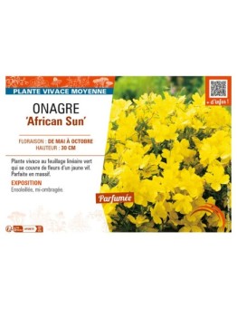 ŒNOTHERA African Sun voir ONAGRE