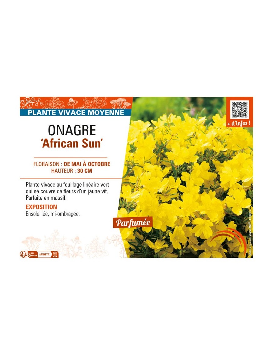 ŒNOTHERA African Sun voir ONAGRE
