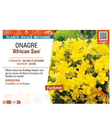 ŒNOTHERA African Sun voir ONAGRE