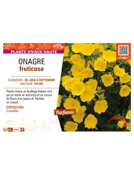 ŒNOTHERA fruticosa voir ONAGRE