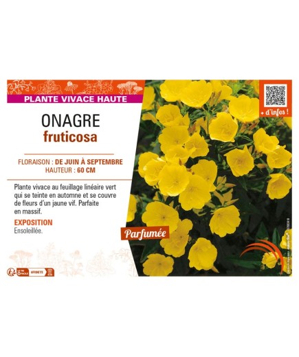 ŒNOTHERA fruticosa voir ONAGRE