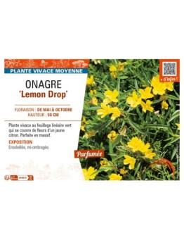 ŒNOTHERA Lemon Drop voir ONAGRE