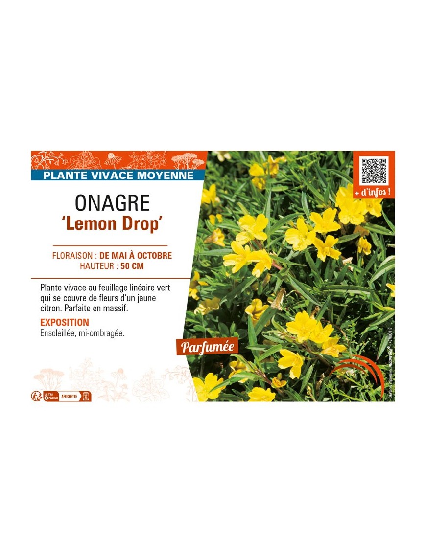 ŒNOTHERA Lemon Drop voir ONAGRE