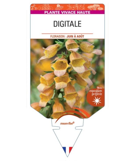 DIGITALIS PURPUREA (orange)