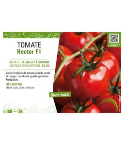 TOMATE HECTOR F1