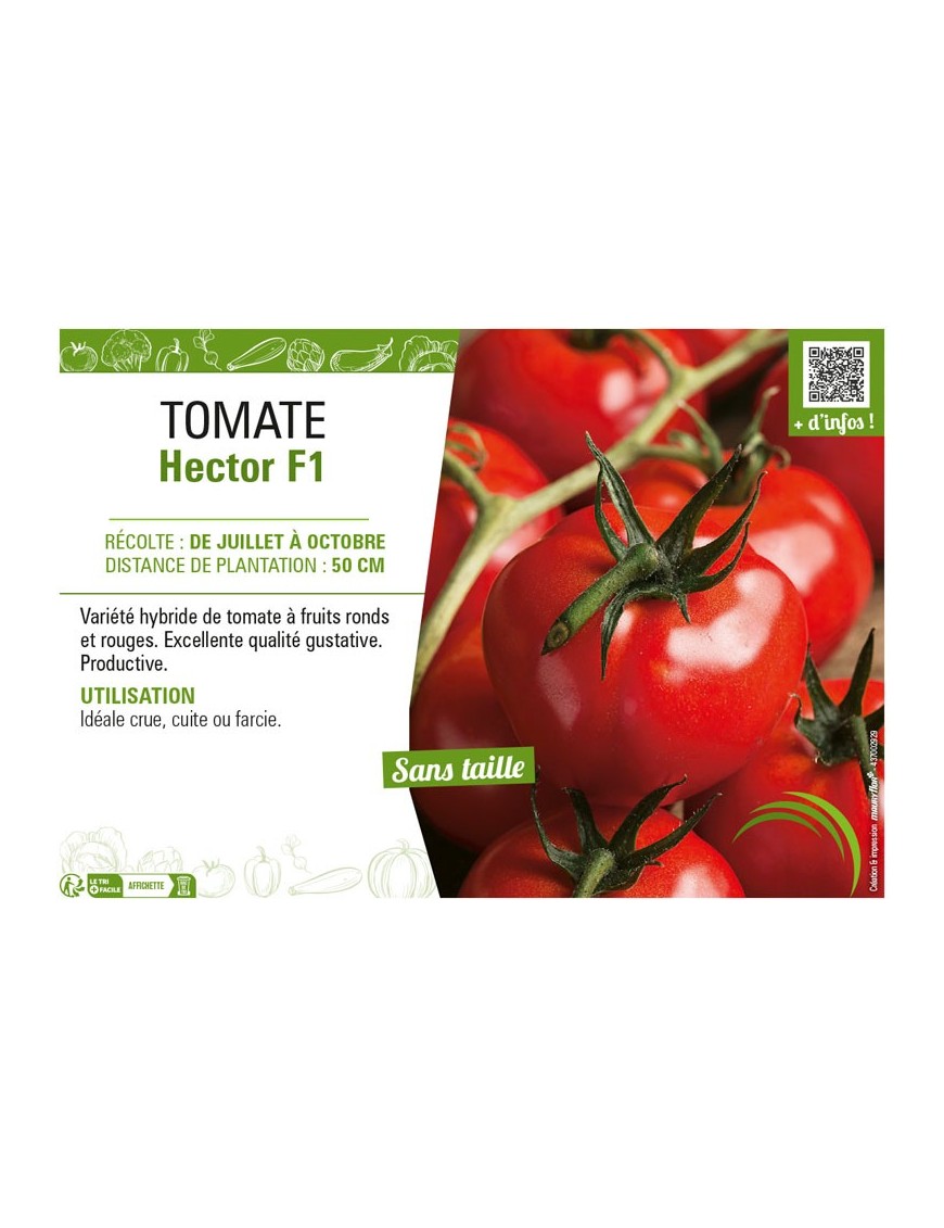 TOMATE HECTOR F1
