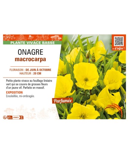 ŒNOTHERA macrocarpa voir ONAGRE