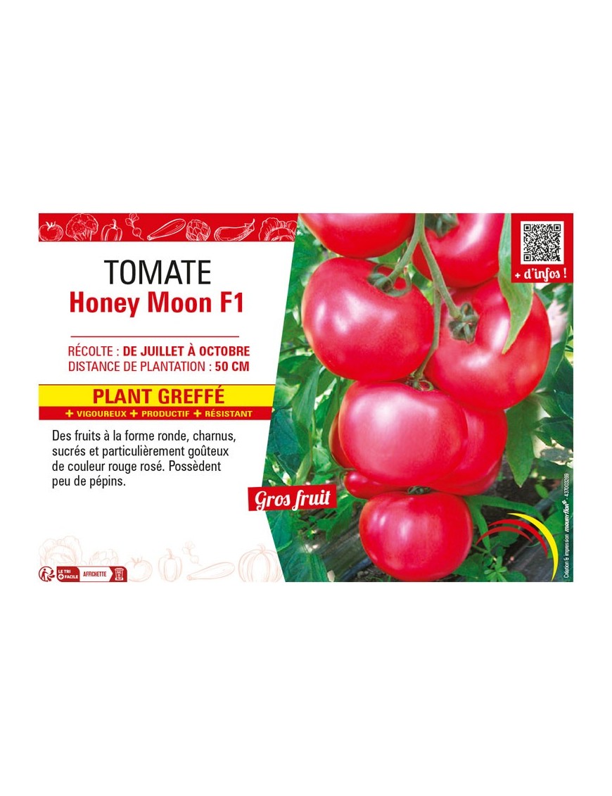 TOMATE HONEY MOON F1 plant greffé
