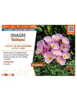 ŒNOTHERA speciosa Siskiyou voir ONAGRE