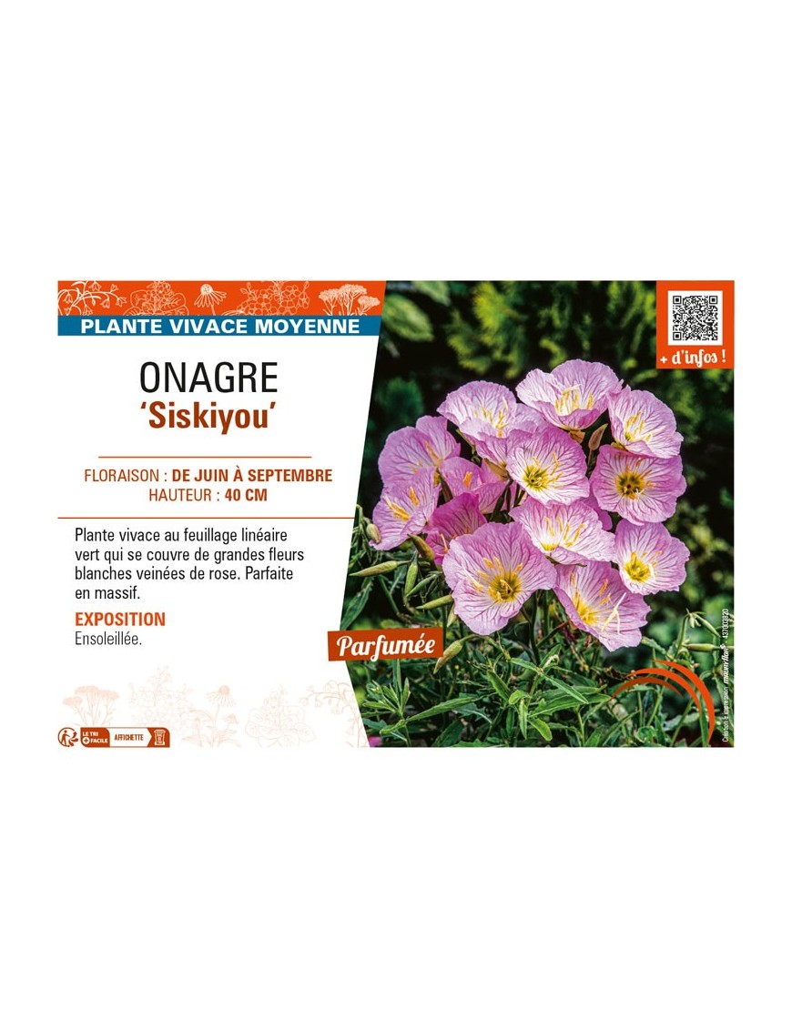 ŒNOTHERA speciosa Siskiyou voir ONAGRE