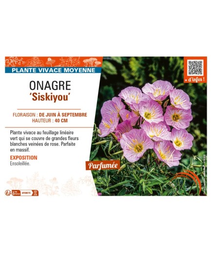 ŒNOTHERA speciosa Siskiyou voir ONAGRE