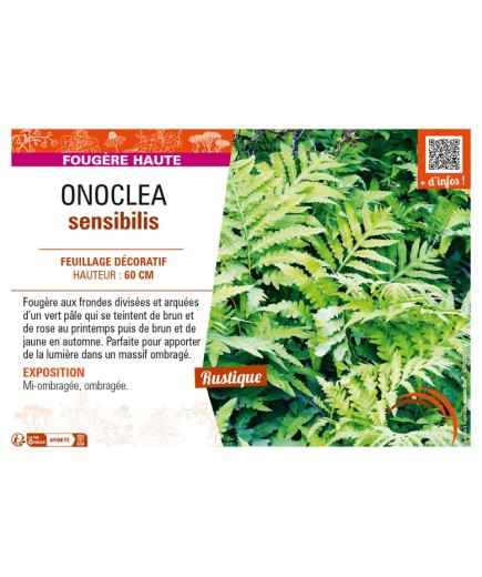 ONOCLEA sensibilis