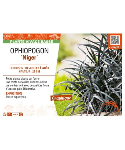 OPHIOPOGON (planiscapus) Niger