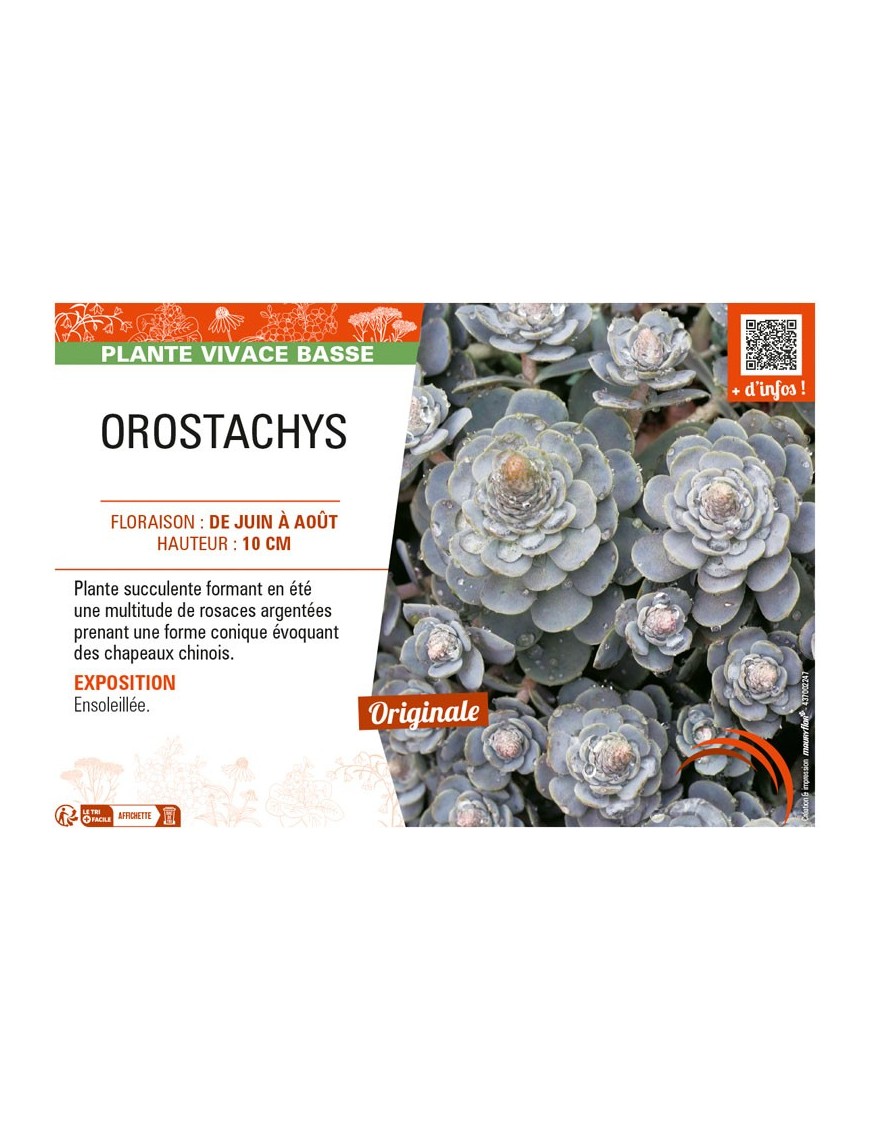 OROSTACHYS