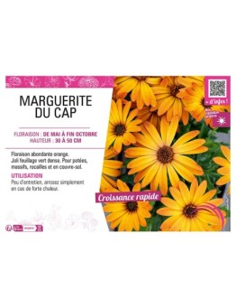 OSTEOSPERMUM voiir MARGUERITE DU CAP (orange)